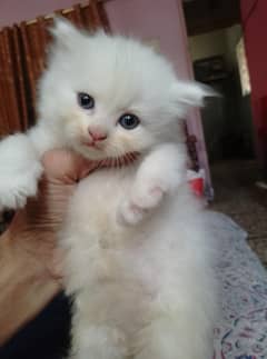 kitten