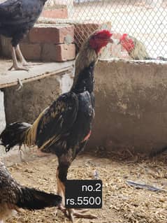 aseel roosters and hens available