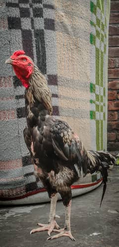 home breeder