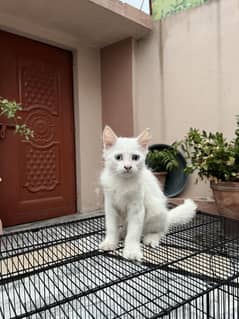 Persian Cats | White Kittens| Punch Face | fluffy