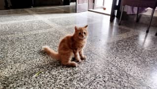 pair of Persian cats