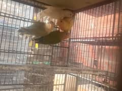 lovebirds