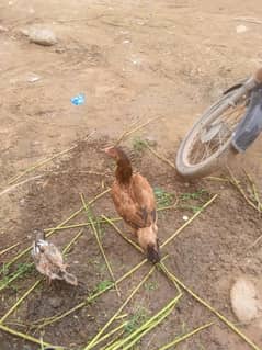 aseel pair ghar ki bread hai 2 bar bache utha chuki hai
