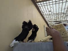 breeder pair gaurnatee  nakab posh / jacobin