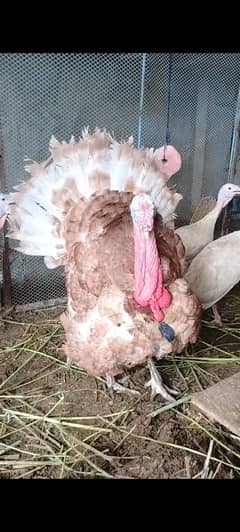 Red Turkey Males