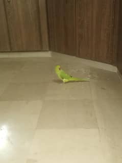 Talking parrot