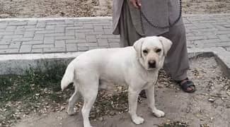 white Lebrador male for sale exchange bi ho jae ga