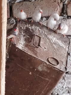 zebra finches while ang grey 