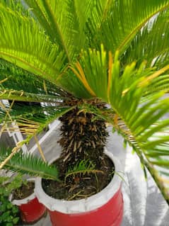 kangi palm