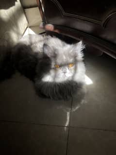 Female persian cat
