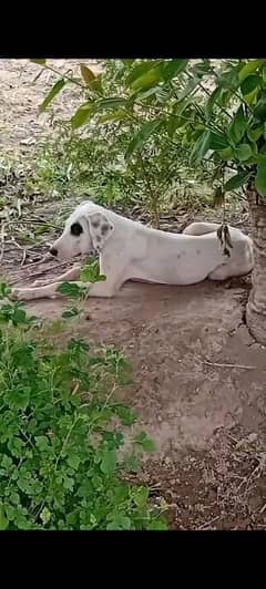 bully young 2 month ke pathi outclass chiz double bodey