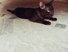 friendly male trained cat
