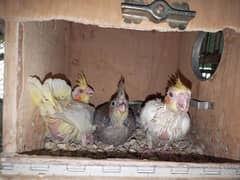 Cockatiels and Conure chicks available