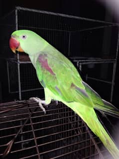 Raw parrot Full hand tamed male