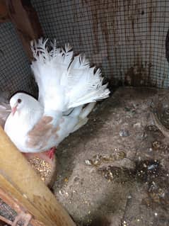 laka kabooter good and healthy pair with baby