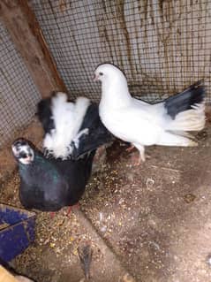 laka kabooter good and healthy pair with baby