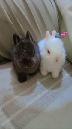 Netherlands Dwarf Rabbits. 03083581413.