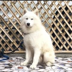 pure white husky