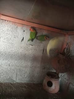 love bird ke teen pair Hain