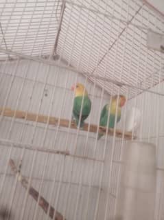 Parblue Pair