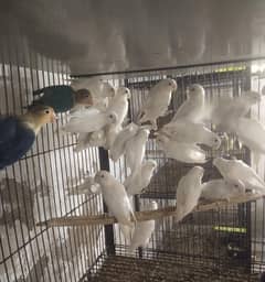 albino
