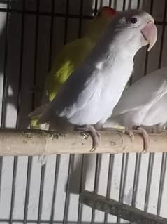 love birds