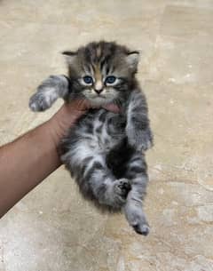 Siberian Persian Triple Coated Breed, Persian kittens