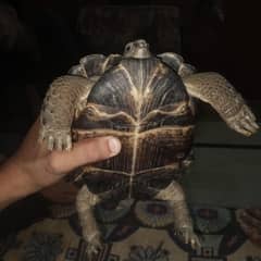 Russian Totoise  Adult Male