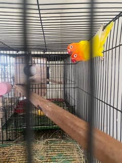 lovebird lutino red eye pair full breeder  8000