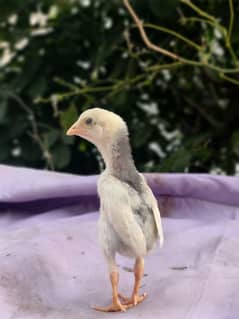 white shamo chicks | Thai chicks | black shamo