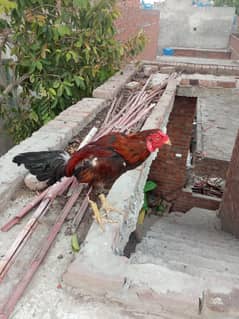 Pakistan
