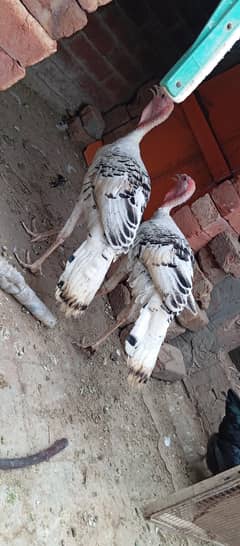 Turkey