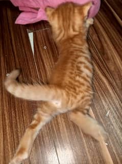 kittens for sale hai