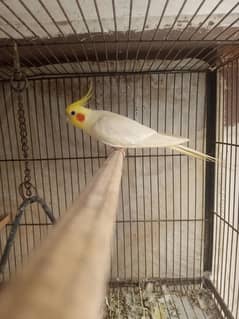 Cockatiel