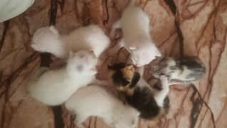 Mother Cat with 6 Babys 1 month