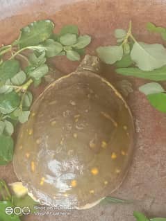 Indian turtle for sale