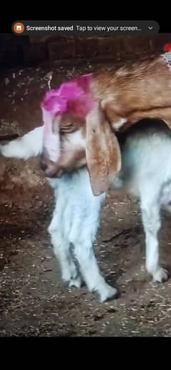 sakhr