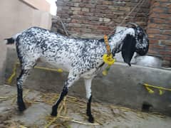 healthy goats for sale