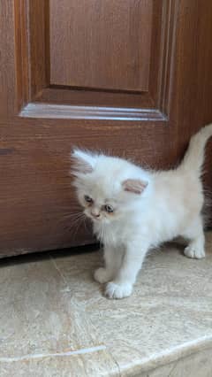 Persian kitten double coated