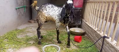 male goat for sale