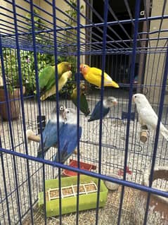 8 love birds including two breeding pairs assorted colors with cage