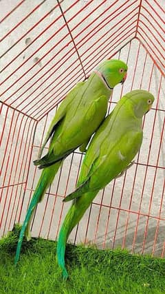 breeder pair for sale