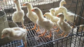 White O Shamo Chicks From High Quality Breeders