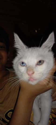 Russian cat kittens each 5000 two colour eyes