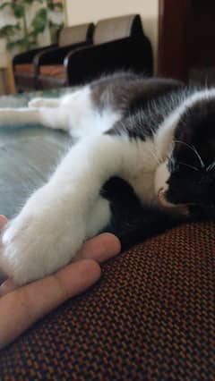 a persian crossbreed female kitten