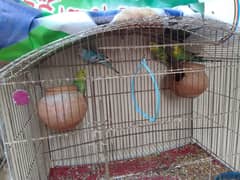 Australian Budgies Parrots for sale