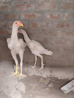 Beautiful Aseel pair