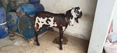 Bakra