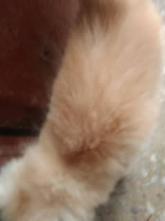 baby cat 45 days rassion and persuasion mixed breed affaan color