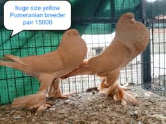 fancy pigeon | kabutar| Jacobin|  frillback saddle | amarican fantail|